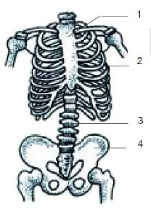 Gambar tulang kerangka tubuh
