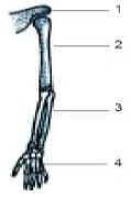 Gambar Tulang lengan